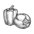 Hand drawn bell pepper. Vegetable vector sketch Royalty Free Stock Photo