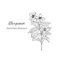 hand drawn bergamot flower branch