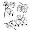 Hand drawn berry.Gooseberry. Vector sketch illustration