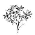 Hand drawn bilberry bush Royalty Free Stock Photo