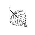 Hand drawn birch leaf vector illustration in line art style isolated on a white background. Royalty Free Stock Photo