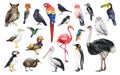 Hand drawn bird big set. Watercolor illustration. Different birds realistic image elements. Ostrich, flamingo, penguin Royalty Free Stock Photo