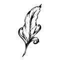 Hand drawn bird feather, Symbol of knowledge, writing and learning. Vector black and white illustration in vintage style