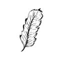 Hand drawn bird feather, Symbol of knowledge, writing and learning. Vector black and white illustration in vintage style