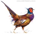 Bird pheasant watercolor illustration.