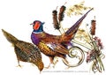 Bird pheasant watercolor illustration. Royalty Free Stock Photo