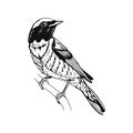 Hand drawn bird. Redstart. Outline drawing. Vector illustration. Black and white Royalty Free Stock Photo