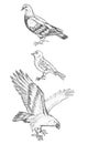 Pencil sketch of birds, hand drawing of Pigeon, Sparrow and Eagle
