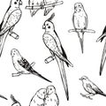 Parrots and canaries. Vector seamless pattern