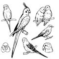 Parrots and canaries. Vector sketch illustration