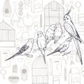 Parrots and canaries. Vector sketch illustration