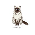 Hand drawn birman cat