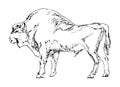 Hand drawn bison. Black buffalo on white background. Sketch vector illustration.