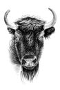 Hand drawn bison portrait, sketch graphics monochrome illustration Royalty Free Stock Photo