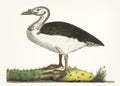 Hand drawn of black-backed goose