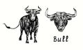 Hand drawn black bull collection, standing and head portrait, front view. Ink black and white drawing Royalty Free Stock Photo