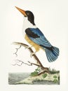 Hand drawn of black-capped kingfisher