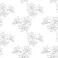 Hand Drawn Black Contours Of Oleander Flowers On White Background