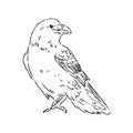 Hand-drawn black crow. Raven, bird sketch, vector illustration Royalty Free Stock Photo