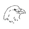 Hand-drawn black crow. Raven, bird sketch, vector illustration Royalty Free Stock Photo