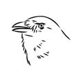 Hand-drawn black crow. Raven, bird sketch, vector illustration Royalty Free Stock Photo