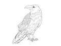 Hand-drawn black crow. Raven, bird sketch, vector illustration. Royalty Free Stock Photo