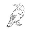 Hand-drawn black crow. Raven, bird sketch, vector illustration Royalty Free Stock Photo