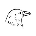 Hand-drawn black crow. Raven, bird sketch, vector illustration Royalty Free Stock Photo