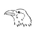 Hand-drawn black crow. Raven, bird sketch, vector illustration Royalty Free Stock Photo