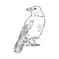 Hand-drawn black crow. Raven, bird sketch, vector illustration Royalty Free Stock Photo