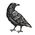 Hand-drawn black crow. Raven, bird sketch, vector illustration Royalty Free Stock Photo