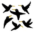 Hand drawn black crows and ravens collection. Perfect for T-shirt, poster, textile and print. Doodle vector illustration