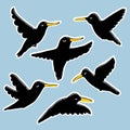 Hand drawn black crows and ravens stickers collection. Doodle vector illustration