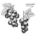 Hand drawn black currant branch, leaf and berry. Engraved vector illustration. Blackberry agriculture plant. Summer harvest, jam Royalty Free Stock Photo