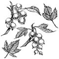 Hand drawn black currant sketch set. Forest berries illustrations. Isolated on white background.