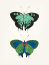 Hand drawn of black double-tailed butterfly