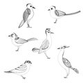 Collection of small forest birds on a white background