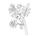 Hand-drawn black outline vector illustration of two bullfinch birds sitting on a rowan tree on a white background