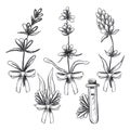 Hand drawn black pencil lavender flowers isolated on white background. Can be used for post card, label, ornament