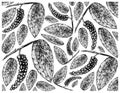 Hand Drawn of Black Pepper or Peppercorn Background