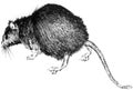 Hand-drawn black rat illustration Royalty Free Stock Photo