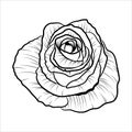 Hand drawn black rose isolated on white background. Outline blooming flower