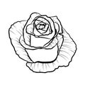 Hand drawn black rose isolated on white background. Outline blooming flower Royalty Free Stock Photo