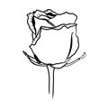 Hand drawn black rose isolated on white background. Outline blooming flower Royalty Free Stock Photo