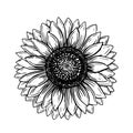 Hand drawn black sketch sunflower for decorative design. Illustration vector graphic. Design element. Watercolor Vintage Royalty Free Stock Photo