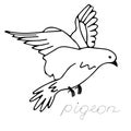 Hand-drawn black vector illustration of one dove is flying on a white background with lettering Pigeon Royalty Free Stock Photo