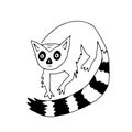 Hand drawn black vector illustration a portrait of a beautiful scared adult young lemur with big sad eyes and a long striped tail