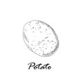 Hand drawn black vector illustration of potato isolated on white Royalty Free Stock Photo