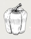 Hand drawn black and white bell pepper