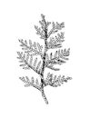 Hand drawn black and white cedar branch Royalty Free Stock Photo